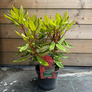 Rododendron 'Vulcan's Flame'