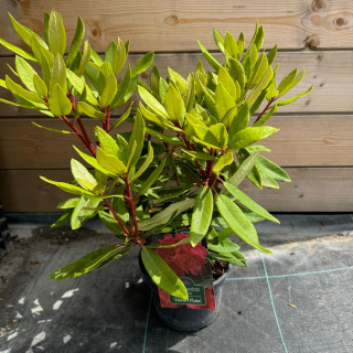 Rododendron 'Vulcan's Flame' 2L