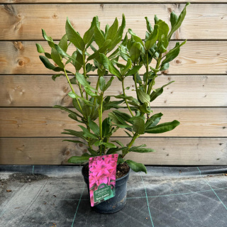 Rododendron 'Nova Zembla'