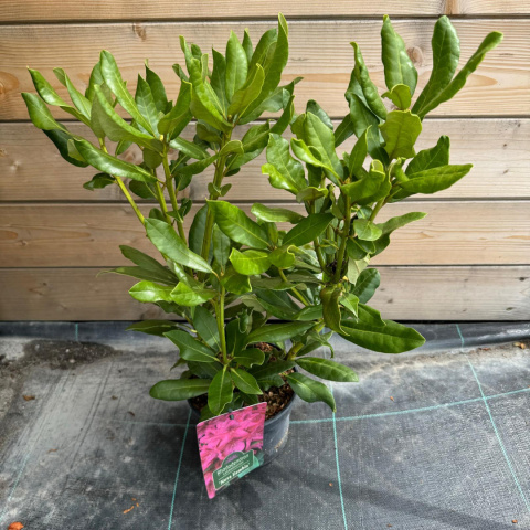 Rododendron 'Nova Zembla'