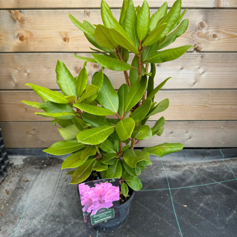 Rododendron 'Pearce's American Beauty'