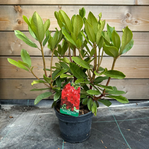 Rododendron 'Dotella'