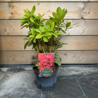 Rododendron 'Red Jack'