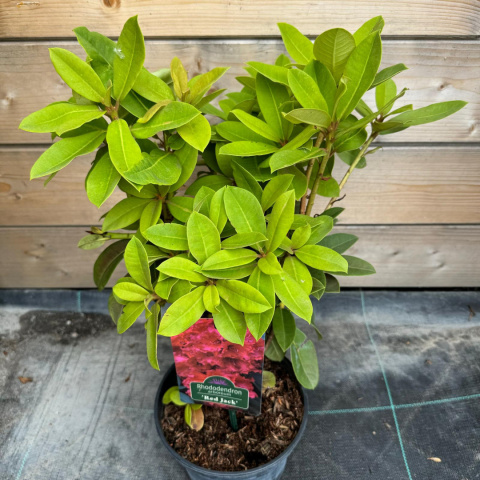 Rododendron 'Red Jack'