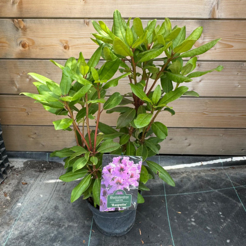 Rododendron 'Rasputin'