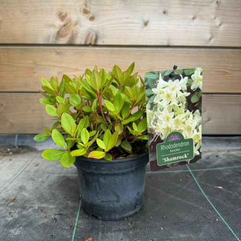 Rododendron 'Shamrock'