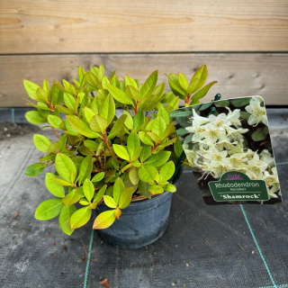 Rododendron 'Shamrock'