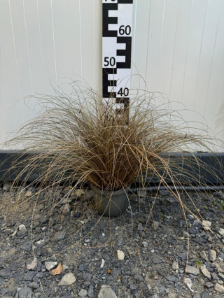 Turzyca 'Color Grass' 1,5L