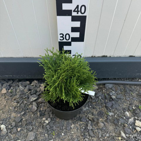 Arborvitae 'Hoseri' 3L