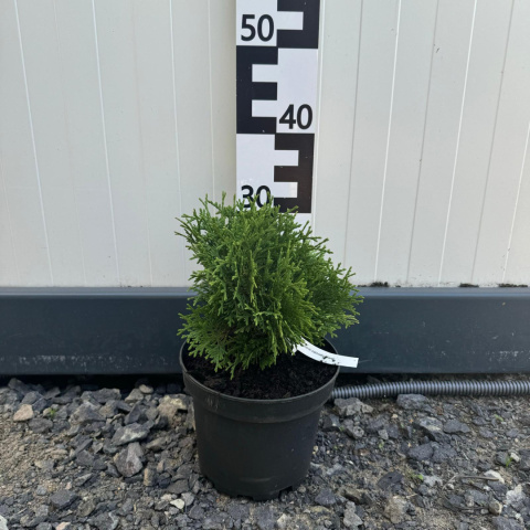 Arborvitae 'Hoseri' 3L