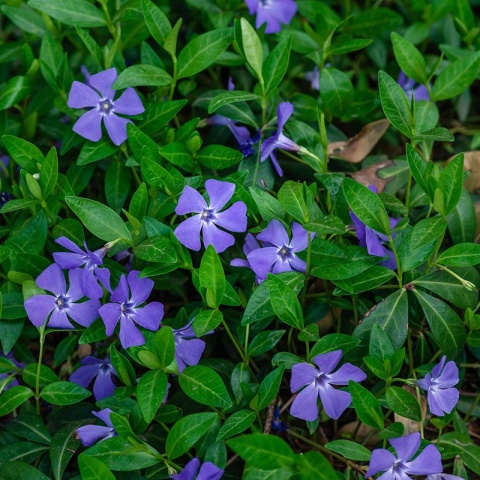 Barwinek pospolity 2L