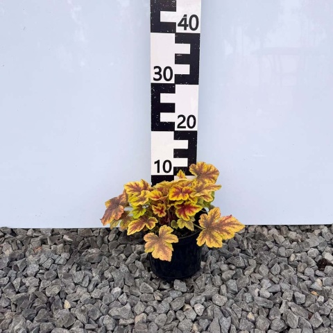 Żuraweczka 'Gold Zebra' 1,5