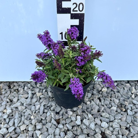 Budleja Davida Butterfly 'Candy Little Purple' PBR 3L