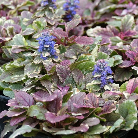 Dąbrówka 'Burgundy Glow' 1L