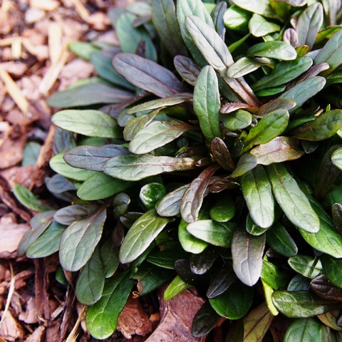 Dąbrówka rozłogowa 'Chocolate Chip' 1L