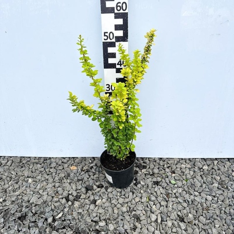 Berberys Thunberga 'Golden Tower' 2L