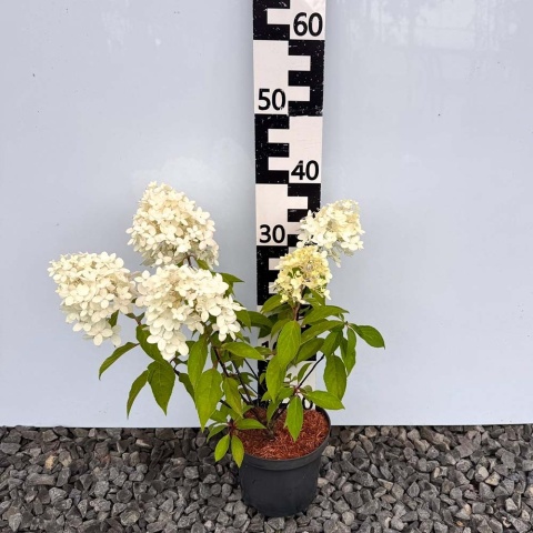 Hortensja bukietowa 'Pinkachu' 2L