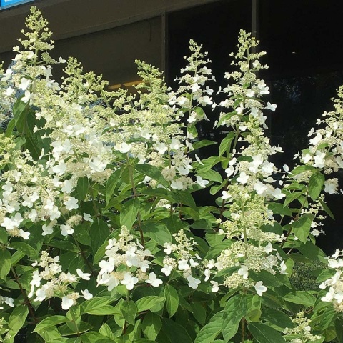 Hortensja bukietowa 'Papilon' 3L