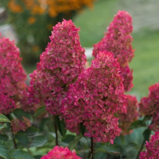 Hortensja bukietowa 'Petite Cherry' PBR 3L