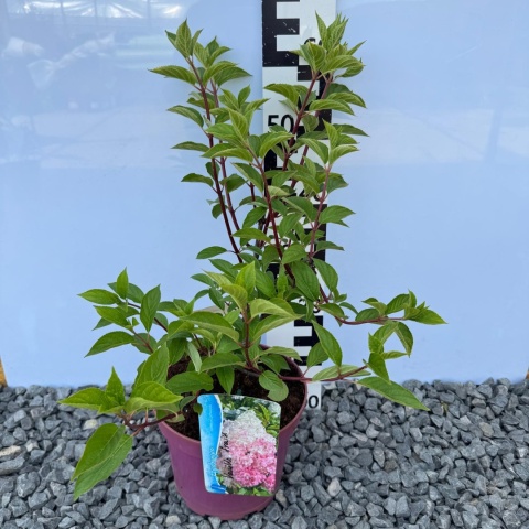 Hortensja bukietowa 'Vanille Fraise' 5L