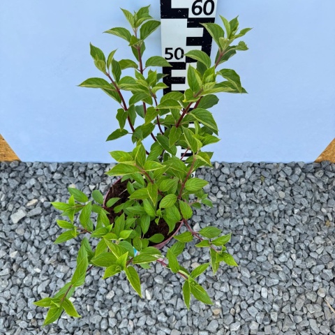 Hortensja bukietowa 'Vanille Fraise' 5L