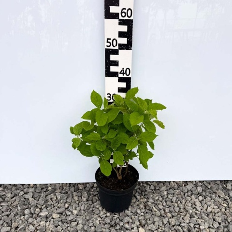 Hortensja krzewiasta 'Annabelle' 3L