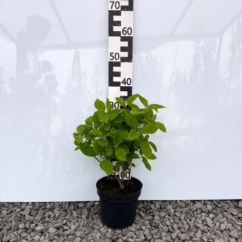 Hortensja krzewiasta 'Annabelle' 3L