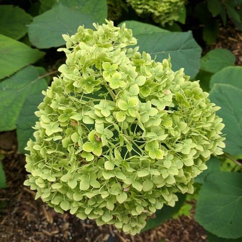 Hortensja krzewiasta 'Lime Ricki' 2L