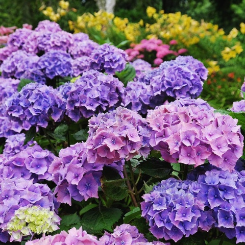 Hortensja ogrodowa 'Hamburg' 2L