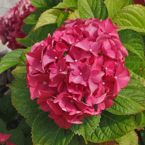 Hortensja ogrodowa 'Hot Red' 2L