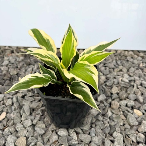 Hosta 'Patriot' 2L
