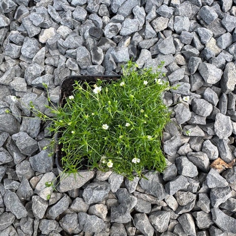 Karmnik ościsty P9 (0,5L)