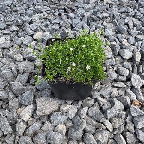 Karmnik ościsty P9 (0,5L)