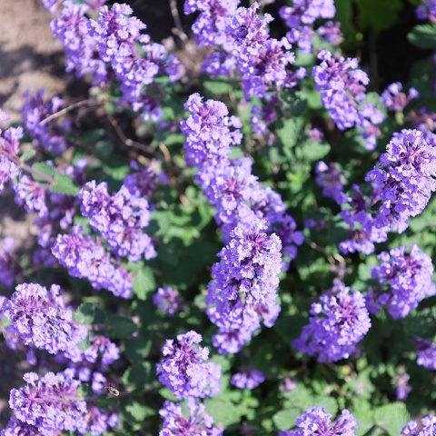 Kocimiętka 'Purrsian Blue' 1,5L