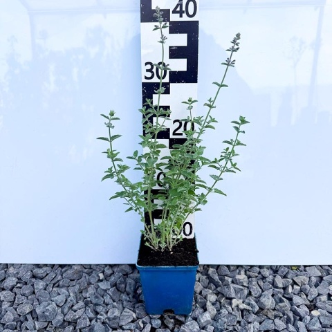 Kocimiętka 'Walkers Low' P11(1L)