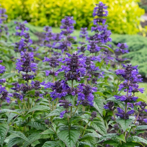 Kocimiętka kubańska 'Neptune' 1,5L