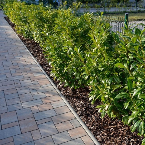 Laurowiśnia wschodnia 'Caucasica' 3L