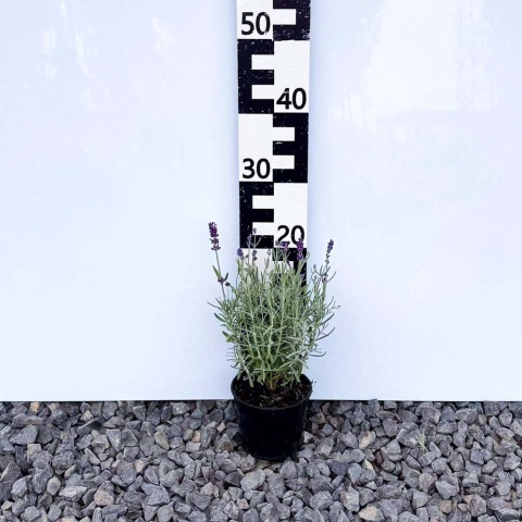 Lawenda wąskolistna 'Aromatico Blue' 0,5L