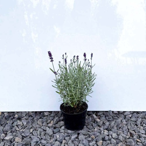 Lawenda wąskolistna 'Hidcote Blue' 0,5L