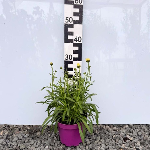 Margaretka 'Broadway Cream' 3L