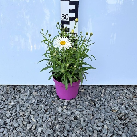 Margaretka 'Broadway White' 3L