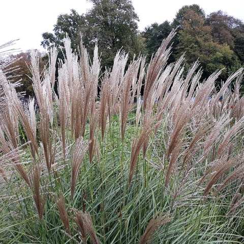 Miskant chiński 'Malepartus' P11(1L)