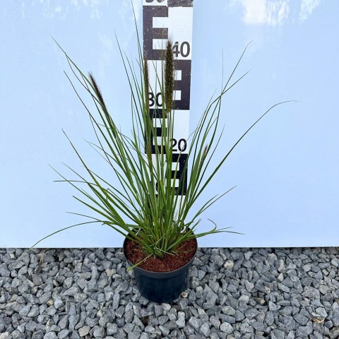 Rozplenica japońska 'Black Beauty' 2L