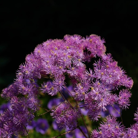 Rutewka 'Black Stockings' 2L