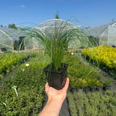 Stipa Ostnica mocna 'Pony Tails' 0,5L (P9)