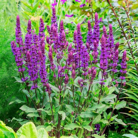 Szałwia omszona 'Caradonna Compact Blue' 1L