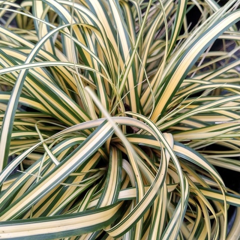 Turzyca oszimska 'Maxi Gold' 2L