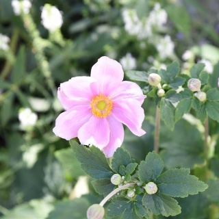 Zawilec japoński 'Mont Rose'' 1,5L