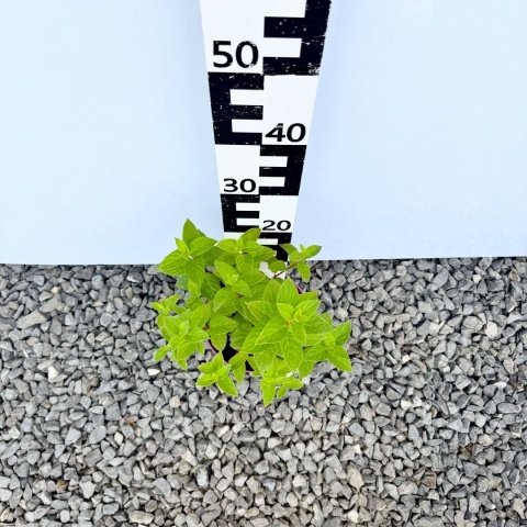 Hortensja bukietowa 'Diamant Rouge' PBR 3L