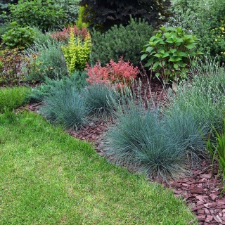 Kostrzewa sina 'Azurit' 1,5L